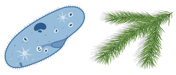 simple diagram of a microbe with about 80 cilia, and a picture of pine needles, about 200 of them in 3 prongs at the end of a pine tree branch