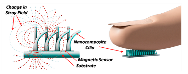 daigram of robotic cilia with magnetic fields, and size comparison of cilia pad about the size of a finger nail